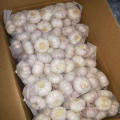 new season chinese fresh garlic from shandong origin